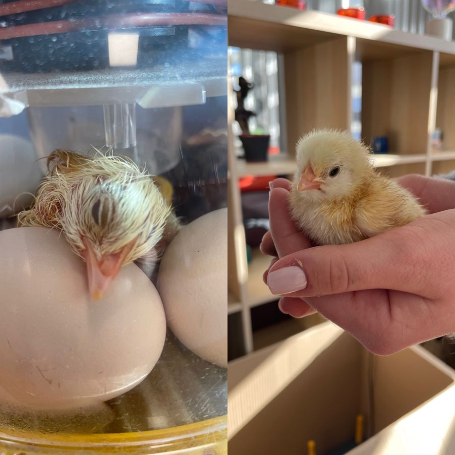 Kylling i rugekasse og samme kyllingen seks timer etterpå.