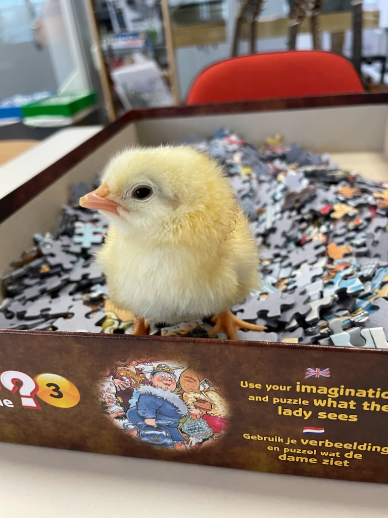 Kyllingene er med å legge puslespill