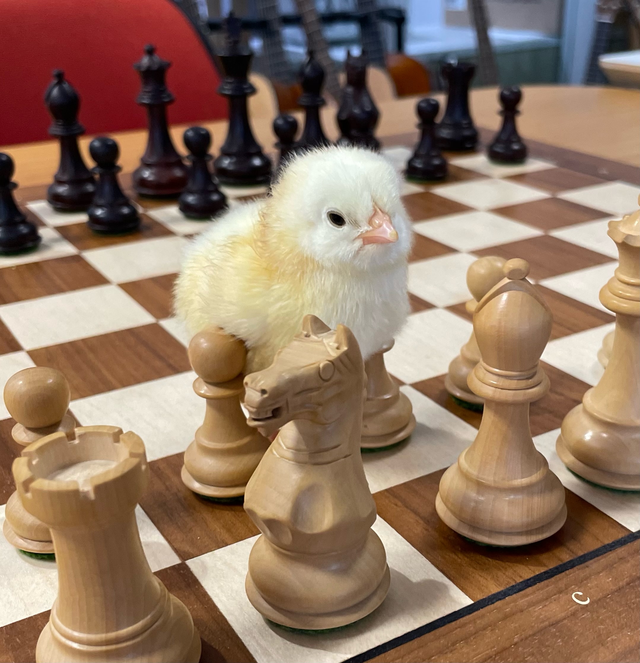 Kyllingene på sjakkbrettet