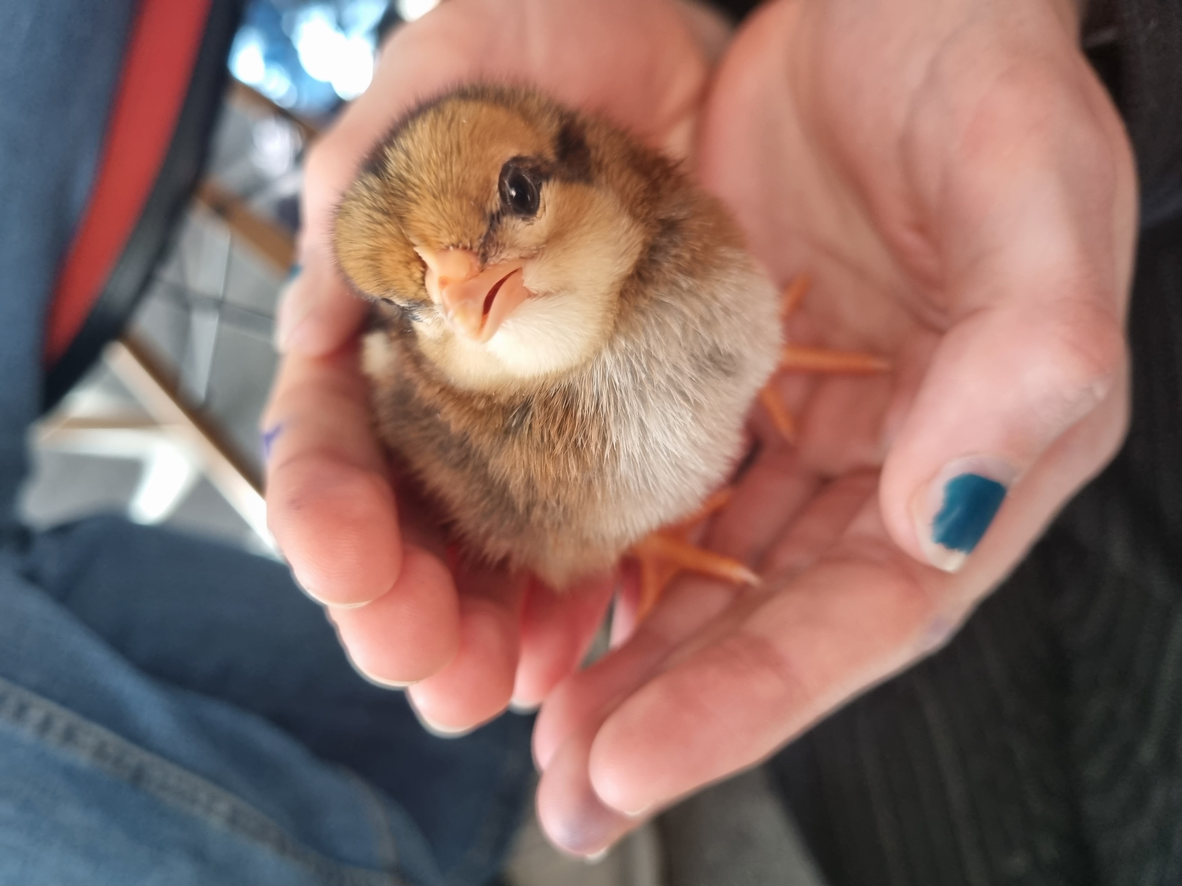 Kyllingene trives godt i en varm hånd