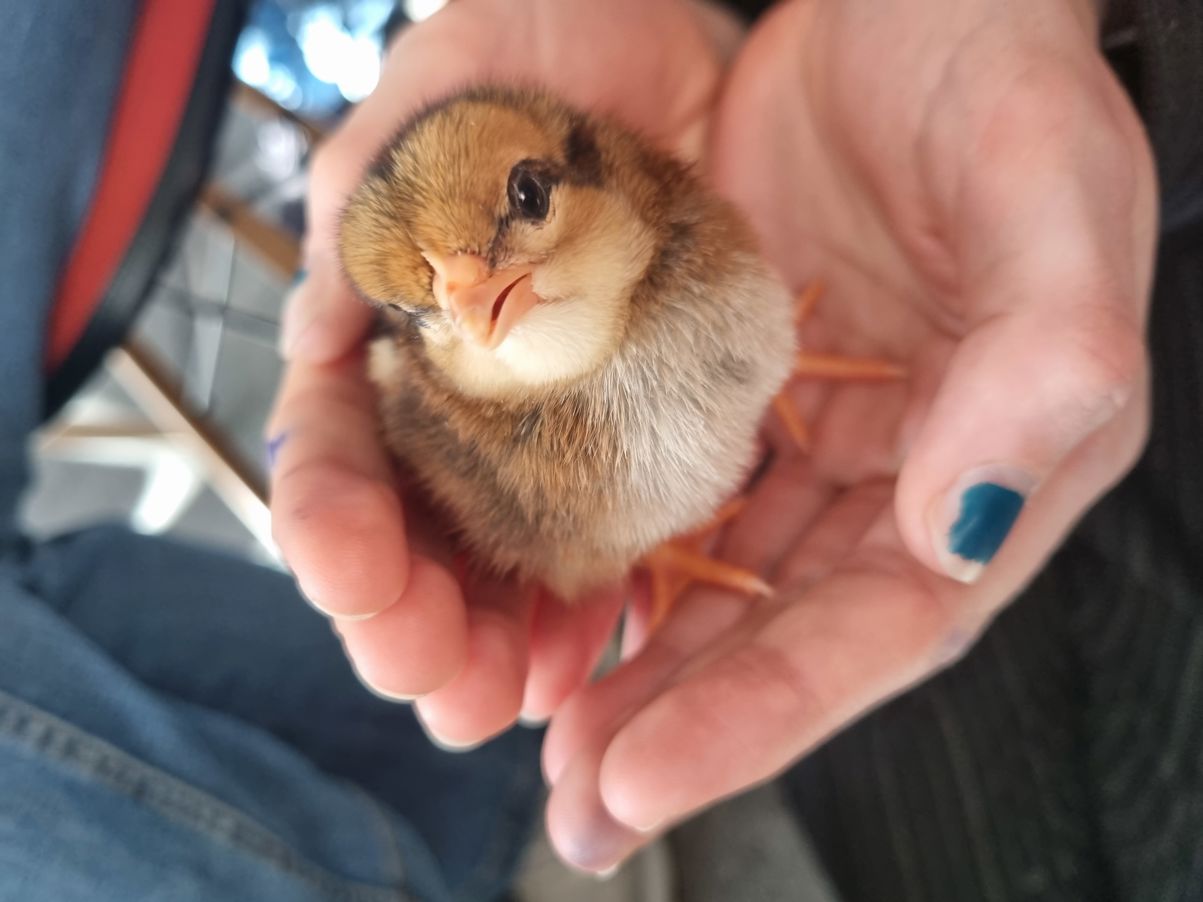 Kyllingene trives godt i en varm hånd